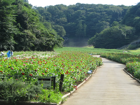 くりはま花の国　～地元横須賀のいいところ紹介