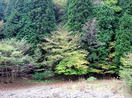 ヤビツ峠－宮ヶ瀬湖　その４　藤能川