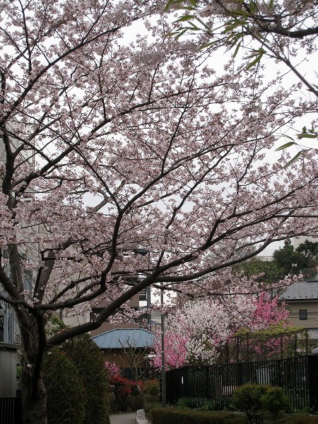 桜満開！　花見です♪