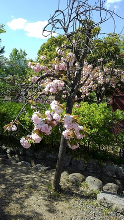 善光寺の牡丹桜その2by二へドン 善光寺の牡丹桜その2by二へドン