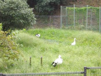 コウノトリの郷公園のコウノトリ コウノトリの郷公園のコウノトリ