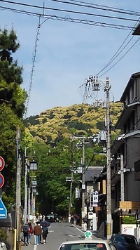 2019年05月の京都・東山の新緑。