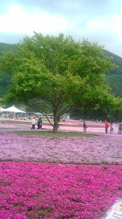 芝桜