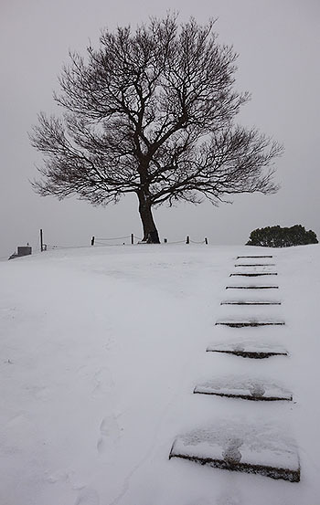 雪景色の「からっぽの木」