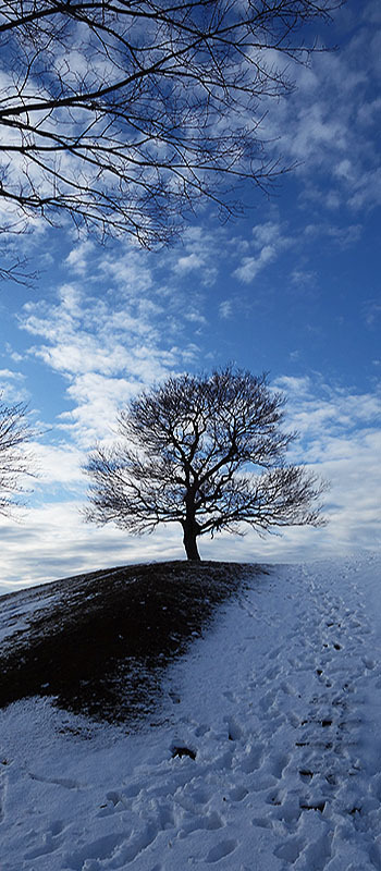 朝雪の「からっぽの木」