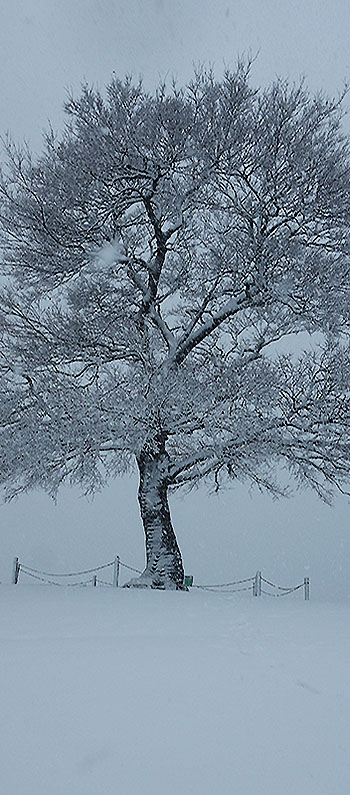 「初雪のからっぽの木」