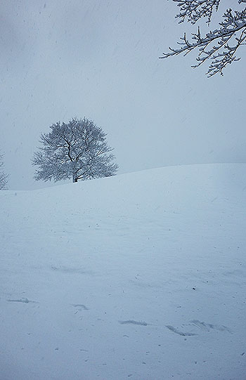 「初雪のからっぽの木」