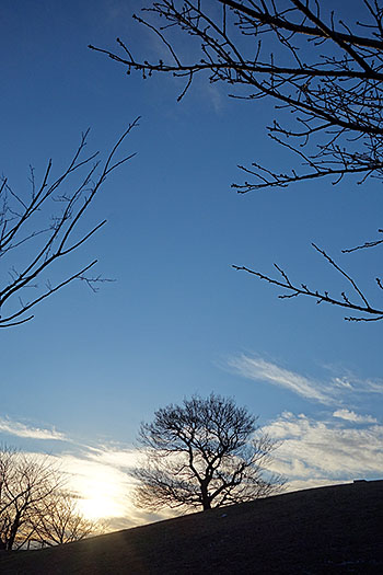 「からっぽの木」からの初日の出。
