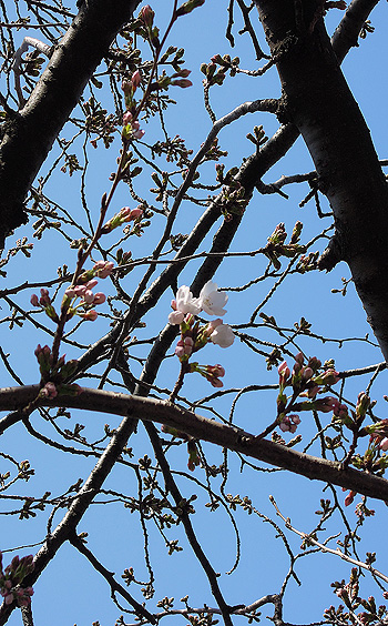『 咲く前に 散るな今年の 桜花 』