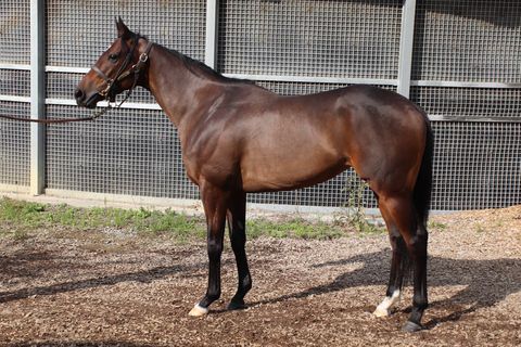 テルツェット (ラッドルチェンドの17) 11月10日近況~一口馬主 シルクホースクラブ出資馬 テルツェット (ラッドルチェンドの17) 11月10日近況~一口馬主 シルクホースクラブ出資馬