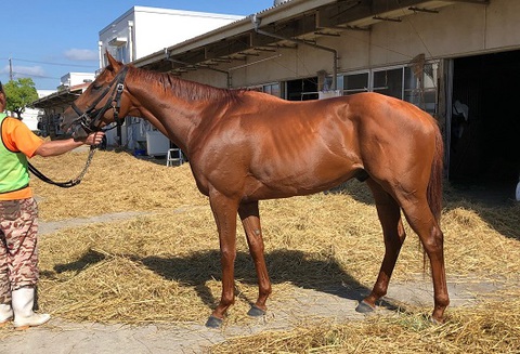 シュテルンシチー,グリニッジシチー,ブリッツェンシチー他~友駿出資3歳馬6月4日近況 シュテルンシチー,グリニッジシチー,ブリッツェンシチー他~友駿出資3歳馬6月4日近況