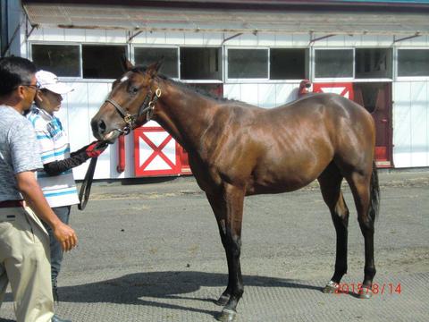 ツルマルオトメ2014,ザフラッツ2014,エミネントシチー2011~友駿ホースクラブ愛馬会 ツルマルオトメ2014,ザフラッツ2014,エミネントシチー2011~友駿ホースクラブ愛馬会