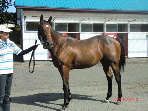 ツルマルオトメ2014,ザフラッツ2014,エミネントシチー2011~友駿ホースクラブ愛馬会 ツルマルオトメ2014,ザフラッツ2014,エミネントシチー2011~友駿ホースクラブ愛馬会