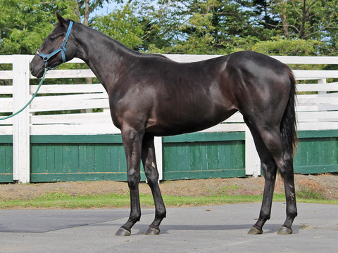 Ruffian マイネルデインティ,マイネレーヌ2016,マイネアルナイル2016 近況写真更新 Ruffian マイネルデインティ,マイネレーヌ2016,マイネアルナイル2016 近況写真更新