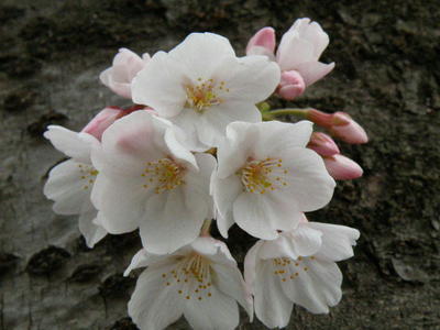 菊名池の桜 3-31