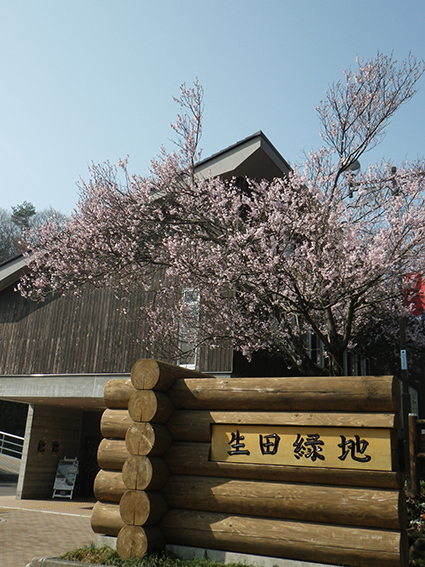 桜咲き始めました！