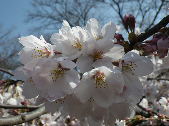 桜咲き始めました！