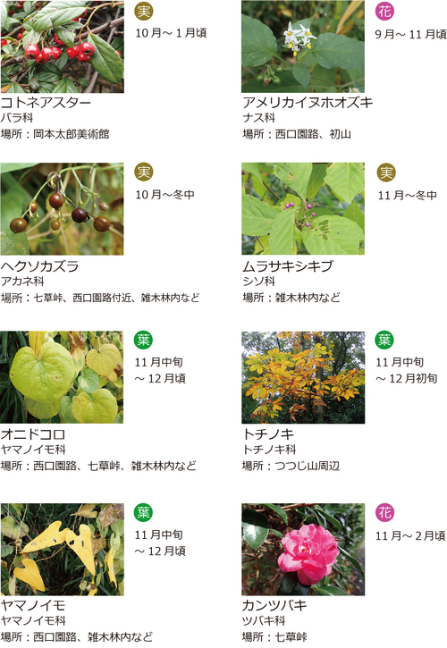 11月植物情報
