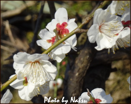 梅の花 梅の花