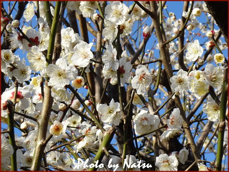 梅の花 梅の花