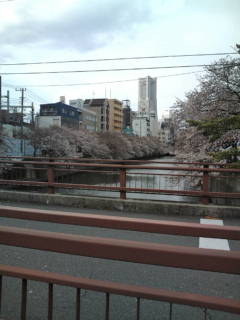たまごと桜