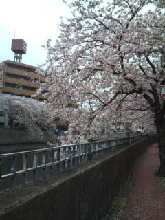 たまごと桜