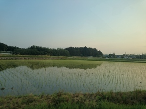 福島の田んぼ