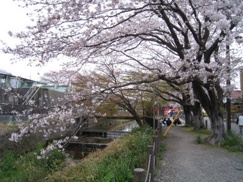 一色葛川沿い桜並木