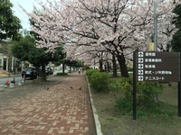 大師公園の桜