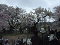 実相寺、神代桜見てきました。