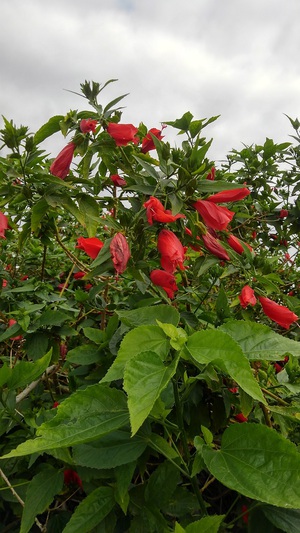 ニコシアの赤い花
