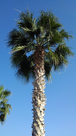 パフォスの椰子の木　by二へドン