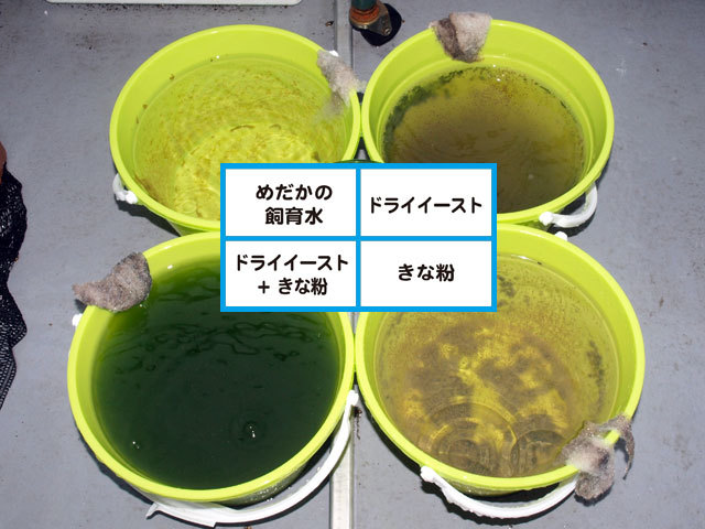 ミジンコ定点観測 その3 ミジンコ定点観測 その3