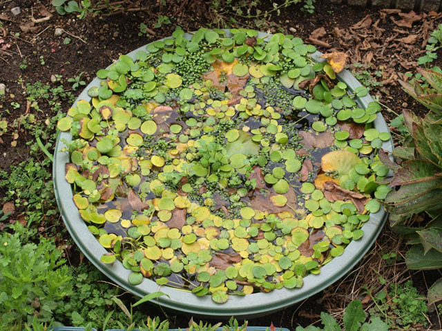 ねり樽水槽と、旺盛な水生植物たち