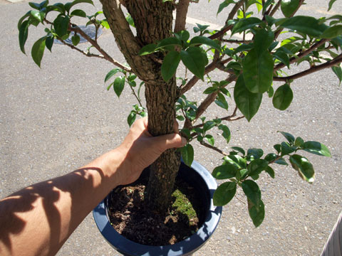 小さな庭と めだかのいる暮らし 寄せ植え コンテナガーデン