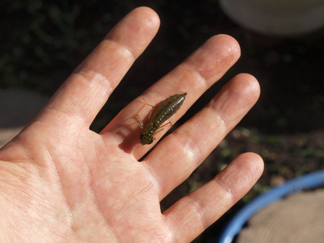 夏の汚いプラ舟池、お掃除しました