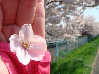 桜追っかけラン