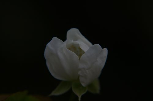 今朝のアトリエの庭から。。。  ブラックベリーのお花です