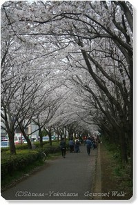 今日の茅ケ崎中央公園の桜　（茅ヶ崎桜情報）