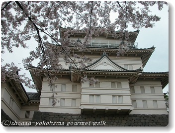 小田原花見スポット 小田原の桜