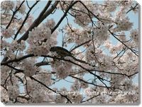 藤沢茅ヶ崎の桜の花見スポット　（神奈川花見情報）