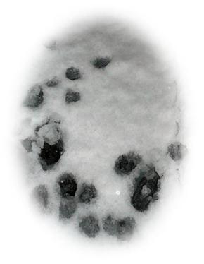 ネコはこたつで丸く、ならない・・・