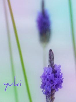 紫のツクシ