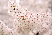 夢占い｜桜（さくら）：慶事・恋愛成就の象徴｜夢診断
