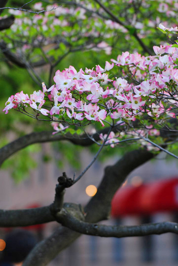 今週末は”花”