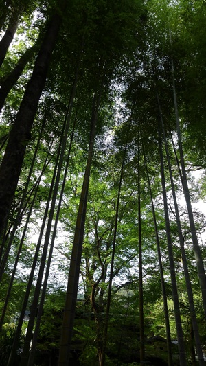 修善寺温泉　竹林の小径