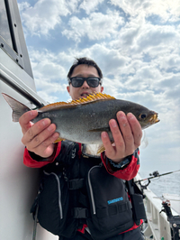 イサキもまだ元気が無いが釣れて来ると良いサイズ　他　真鯛　ハナダイ　メジナ