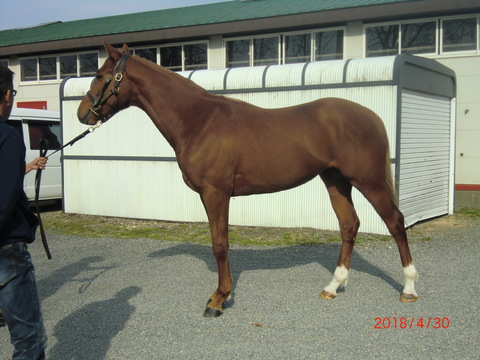 グランツシチー（トゥザグローリー産駒）デビュー戦～ウインプラウド 2戦目～今週の出走馬