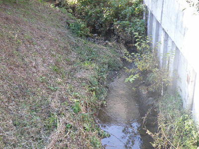 真光川　上流部②