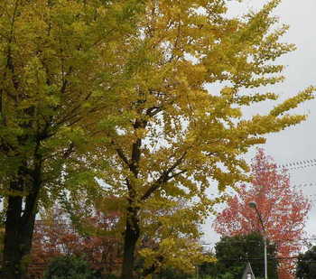 菊名池プールの紅葉